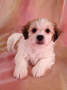 Lhasa Bichon Puppies for sale|Lhasa Bichon Breeders South of Minnesota|Christmas Puppy for sale